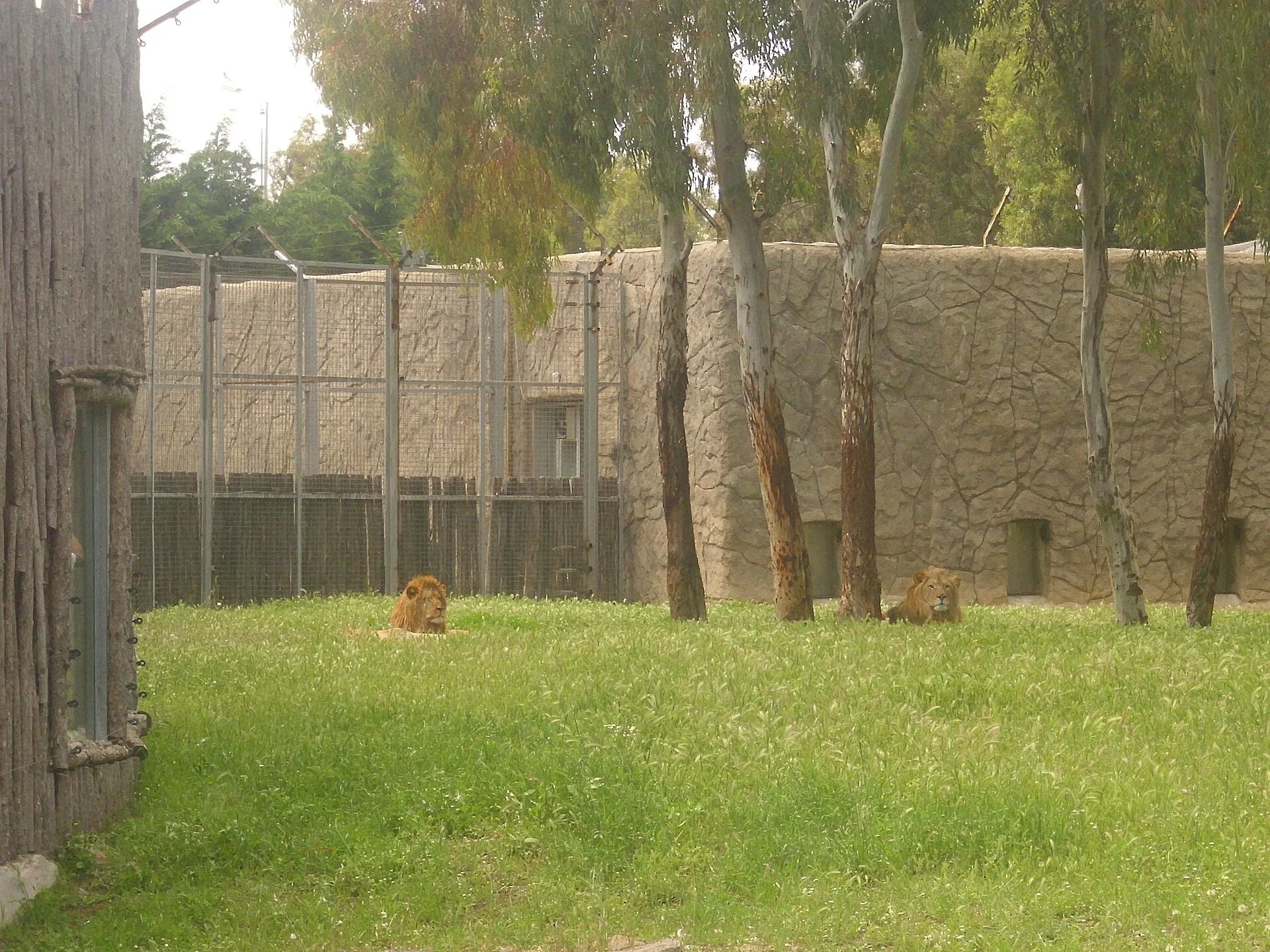 Lion resting at İzmir Natural Life Park in Sasalı