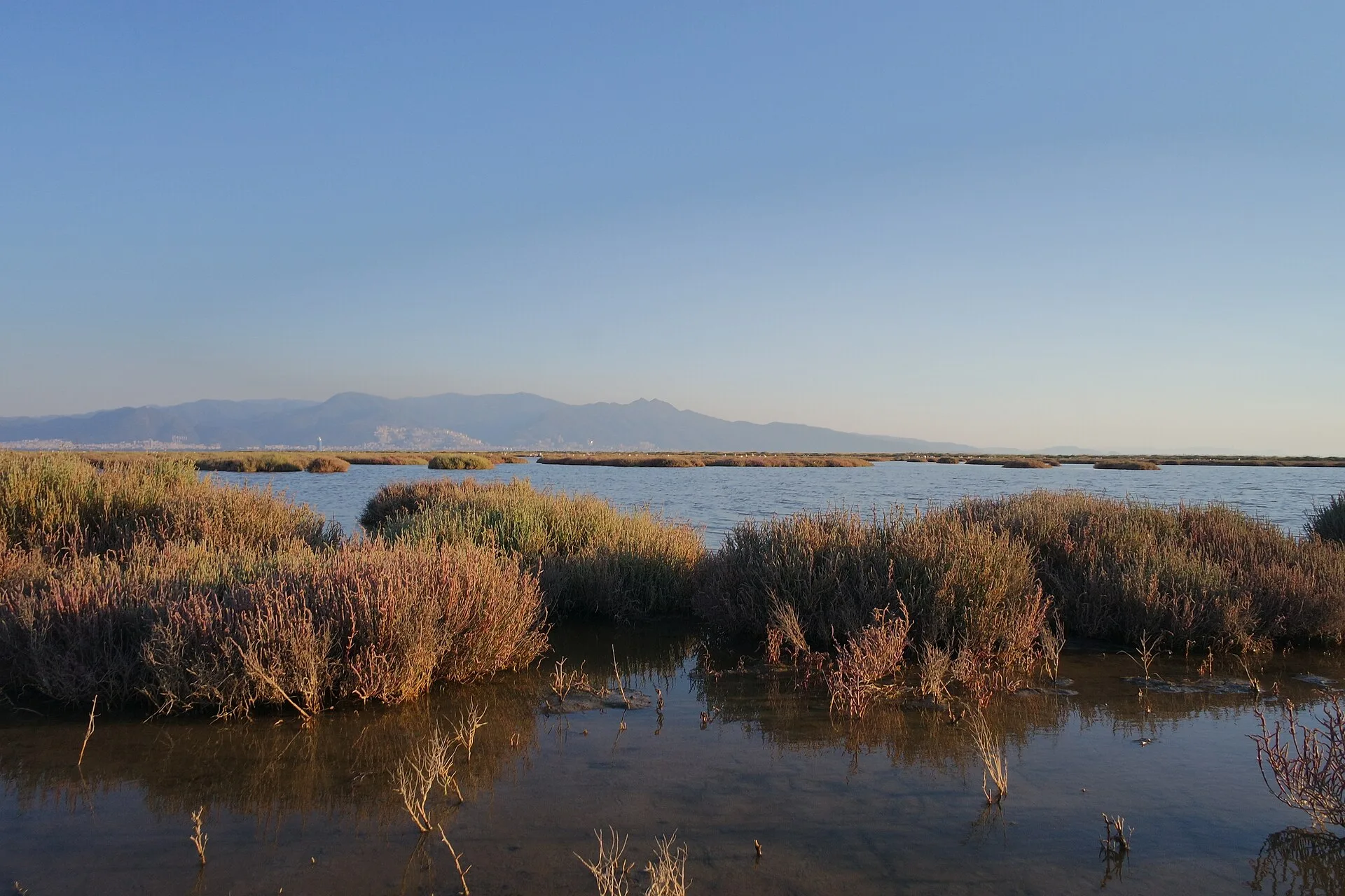 Flamingos in İzmir Bird Paradise, Gediz Delta